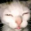 papu_games_