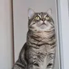 stormythegreytabby