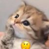 p7l1n7