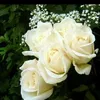 user8130817261851