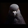 pigeon063