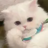 hi_ngoc2