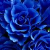 theifofhearts79
