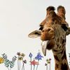giraffesjello