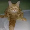 vvvxyh7