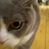 tiktoktriggr