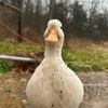 moldy_duck