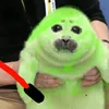 puhlitulen