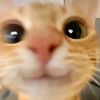 🐈
