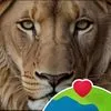 leo.tribo.juda