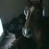 sashko133
