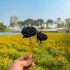 md.ayaan2215