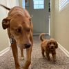 chipsandellie
