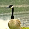 thecanadiangoose7