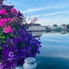 rosaboeijen