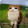 sikebuda1