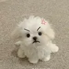 hoa.cute30