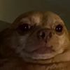 2am_hamster