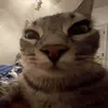 ch4rl3zzs