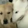 kehuydietngonngu1