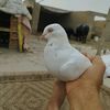 umer.faroque2