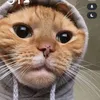 gato.maloqueiro1