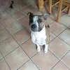 sdedo6