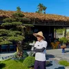Mê Mẩn Bonsai