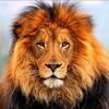 leon_king077