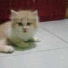 kucingjoy