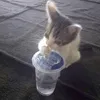 vialetv