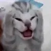 _mmacchiatto