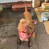 peachesxlbully