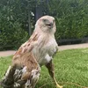 surchi_442