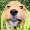 hi467431
