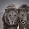 mh4mad_g4rdii90