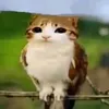 christian_4780