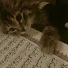 lina_l298