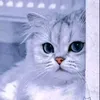 elaf12saad2