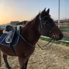 elise.almondback