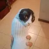 psikus_.q