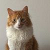 michi.gatico1