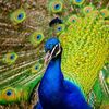 Dunia burung +62