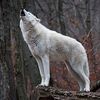 whitewolf3364