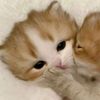 iloveatziry25