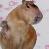 capybaraunpocodetodo