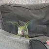 dino_the_cheeky_quaker