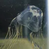 Philippine Jellyfish Stings