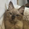 pixiedusttheragdollcat