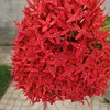 tacuty2